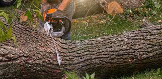 Reliable Voorheesville, NY Tree Care Services Solutions