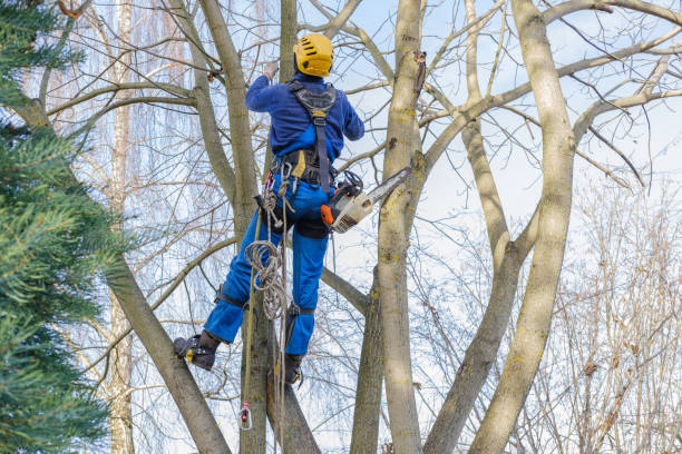 Best Storm Damage Tree Cleanup  in Voorheesville, NY